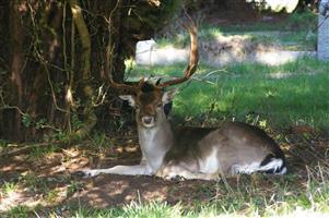 Stag in the shade